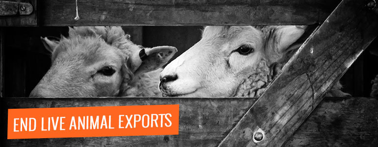 Banner reads "end live animal exports now"
