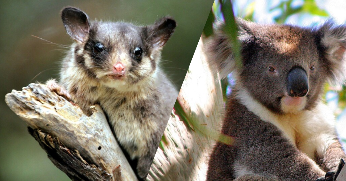 Image of koala and possum