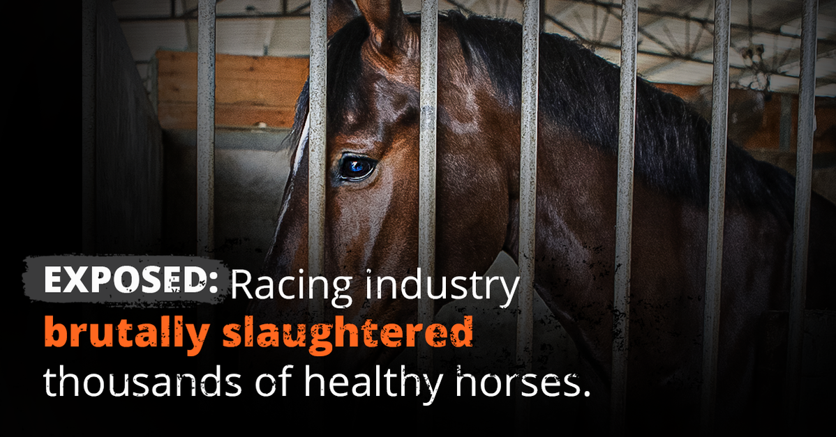 Sad horse behind bars. Text reads: Exposed, racing industry brutally slaughters thousands of healthy horses