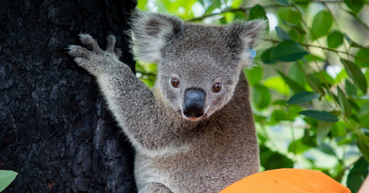 Port Mac koala baby