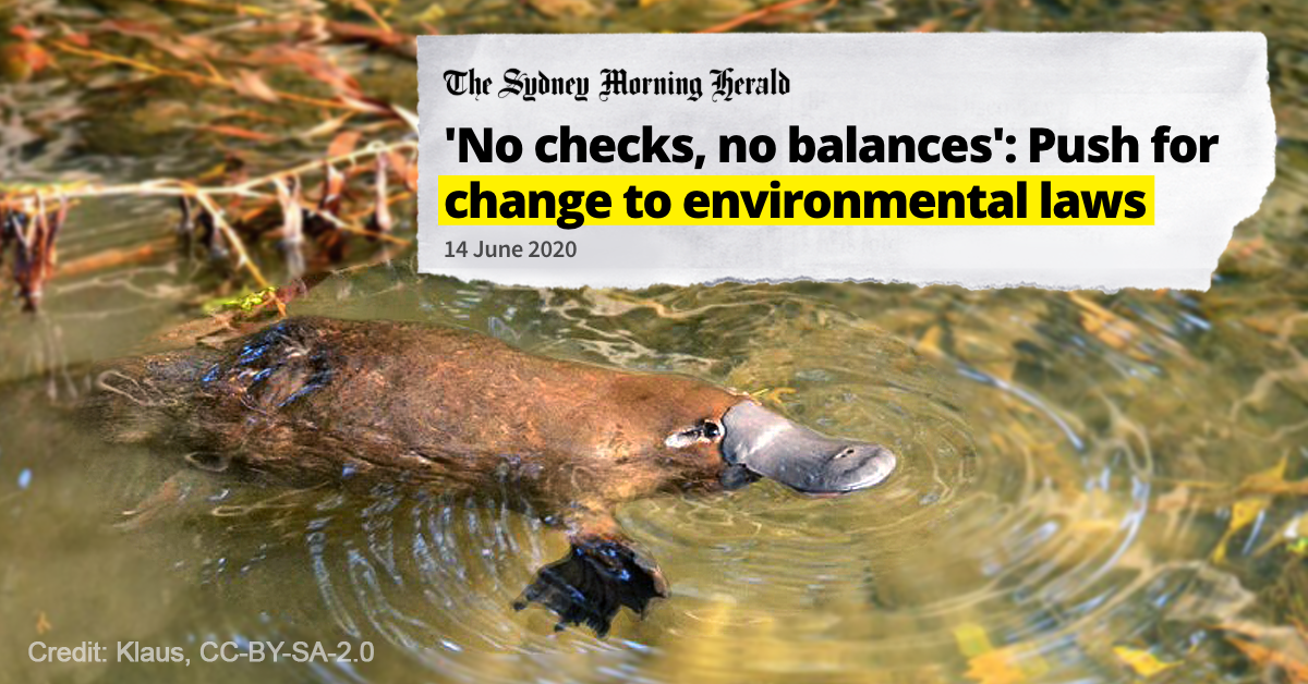 Image of platypus with headline reading ''No checks, no balances': Push for change to environmental laws'